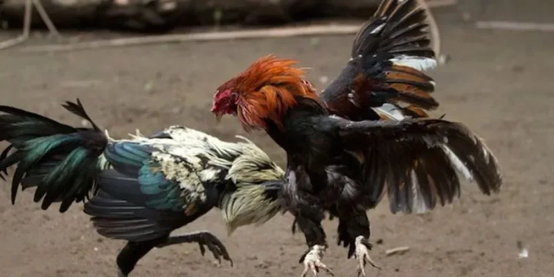 Bí quyết soi kèo đá gà