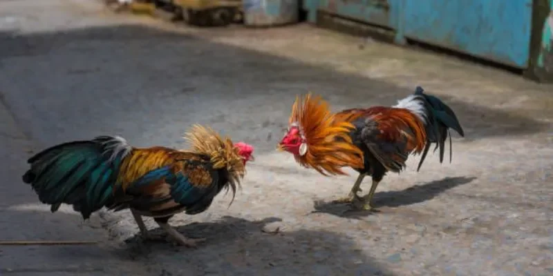 Các hình thức đá gà phổ biến 