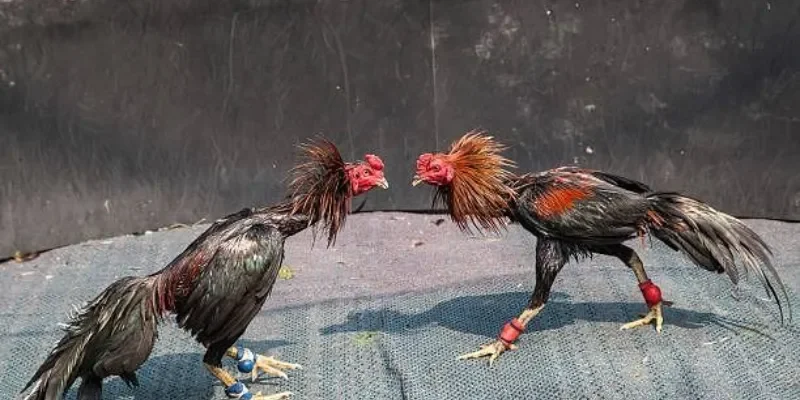 Kinh nghiệm soi kèo đá gà thành công 