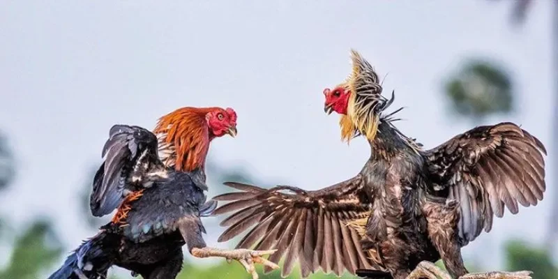 Xem cựa và tăng tỷ lệ thắng